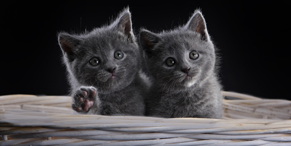 Faucon Noir et Fleur de Lys