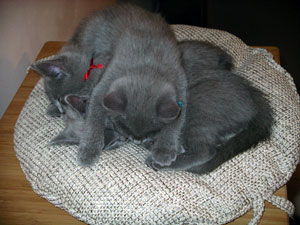 Fuji-Yama, Fuego et Fabiola du Cœur Royal