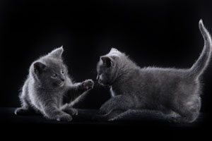 Faucon Noir et Fleur de Lys du Coeur Royal