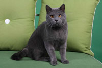 Diderot du Coeur Royal