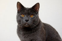 Faucon du Coeur Royal